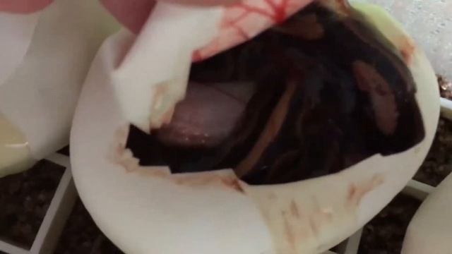 Королевский питон кладка Ball python clutch #1 Ghi x Black Bee смотреть онлайн