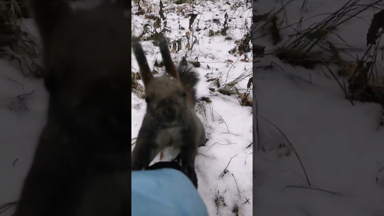 Милашная Белочка смотреть онлайн