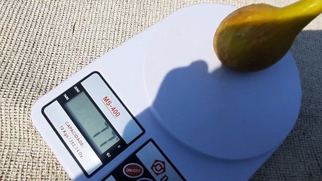 Сорт инжира Голиаф и Далматский смотреть онлайн