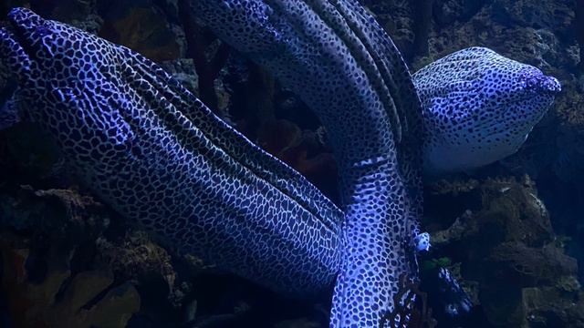 КРАСОТА ОКЕАНАРИУМА смотреть онлайн