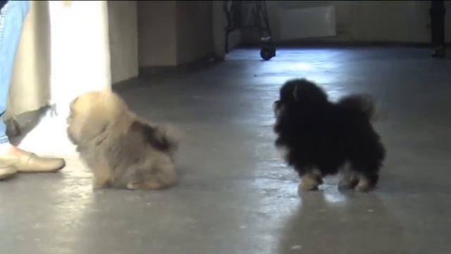 Малышам от Бруно и Эмми 2 месяца