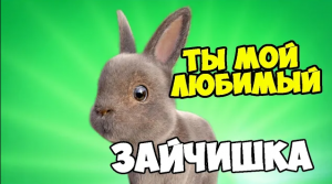 Ты мой любимый зайчишка / Песни Для Детей /Ирин ДОМ