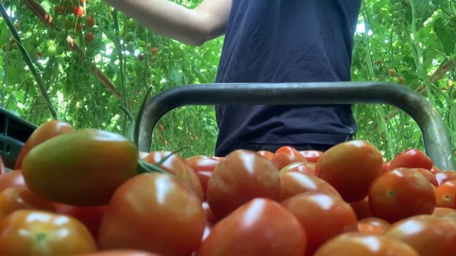 Как я живу в Нидерландах? смотреть онлайн