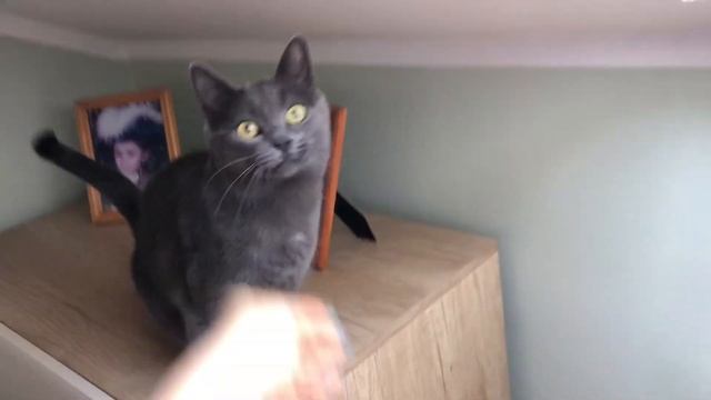 КОТ РАЗГОВАРИВАЕТ // ругается на хозяйку смотреть онлайн