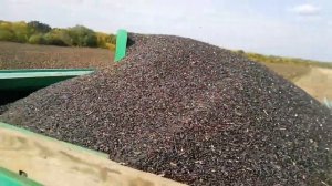 Начало уборки подсолнечника настройка комбайна