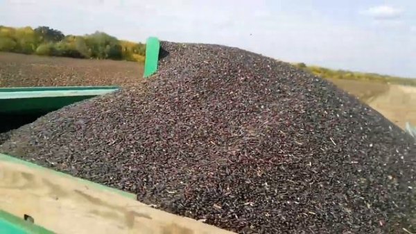 Начало уборки подсолнечника настройка комбайна