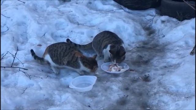 Кошки, котята коты. Cats, kittens. Бездомные кошки. смотреть онлайн