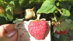 Видео плодоношение малины сорт Геракл .