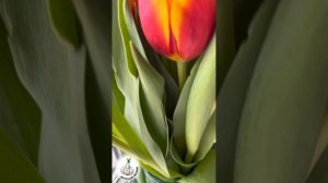 С 8 марта! 😎🌷 #8марта #shorts