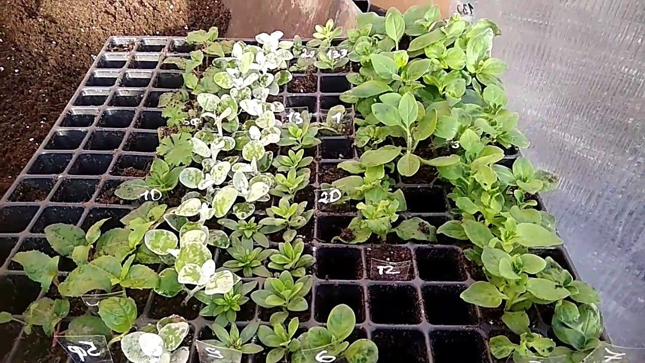 Зимние черенки. смотреть онлайн