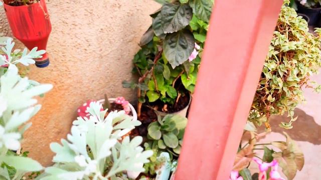 Summer Care Of Artemisia Plant/lavender Plant (hindi)