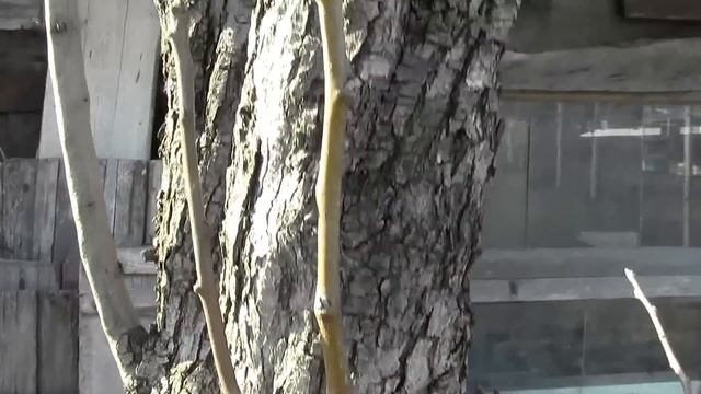 Окулировка груши смотреть онлайн