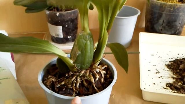 Пересадка проблемного зигопеталума, грунт ; лечение орхидеи - препараты экстренной помощи. смотреть онлайн