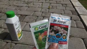 Курчавость персика чем обработать ? РЕЗУЛЬТАТ 100 % !