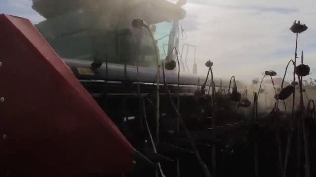 CAPELLO | HELIANTHUS | GIRASOLE | SUNFLOWER