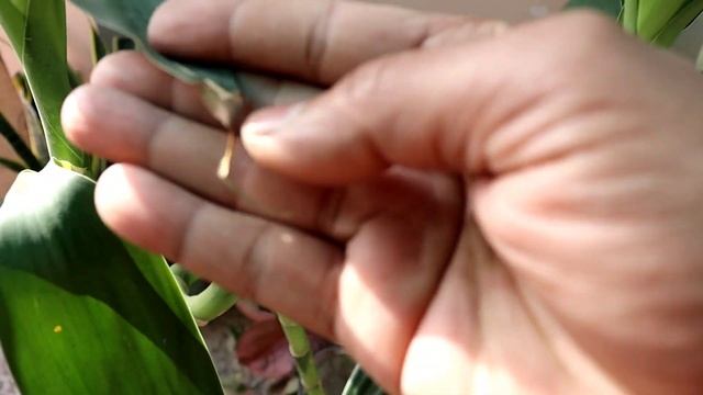 How to give Seaweed Organic fertilizer for Spiral Lucky Bamboo | my Secret Tips स्पाइरल लक्की बैंबू смотреть онлайн