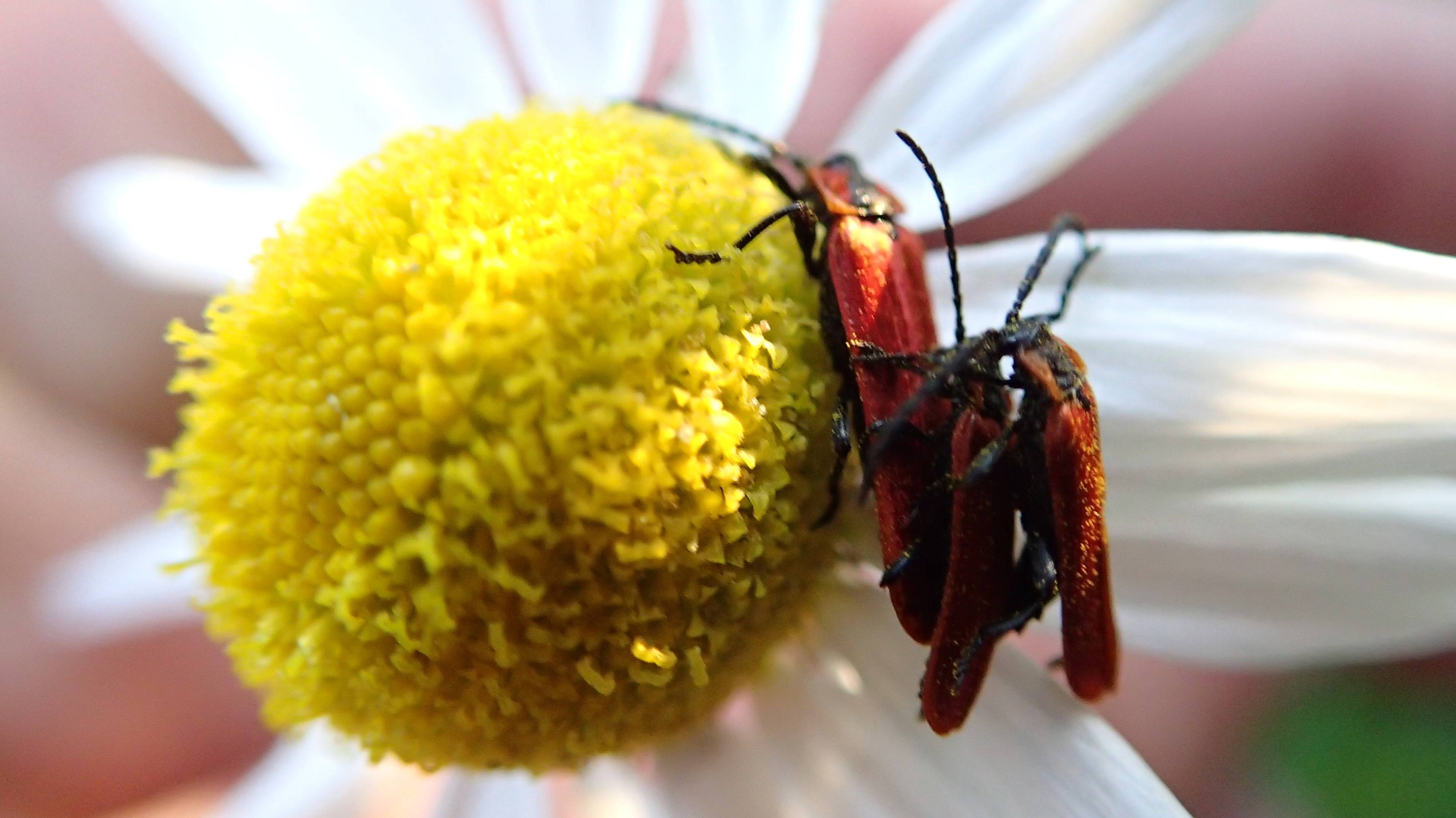 2024.08.04. Норильск. Изба в окрестностях тундры. Жук краснокрыл. смотреть онлайн