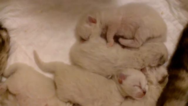 Невские маскарадные котята, 5 дней смотреть онлайн