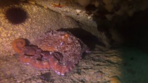 Дайвинг в Приморье, Бухта Спокойная