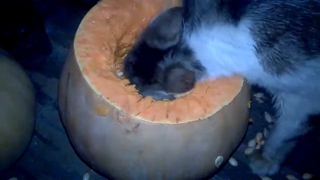 Чем кормить кошку. смотреть онлайн