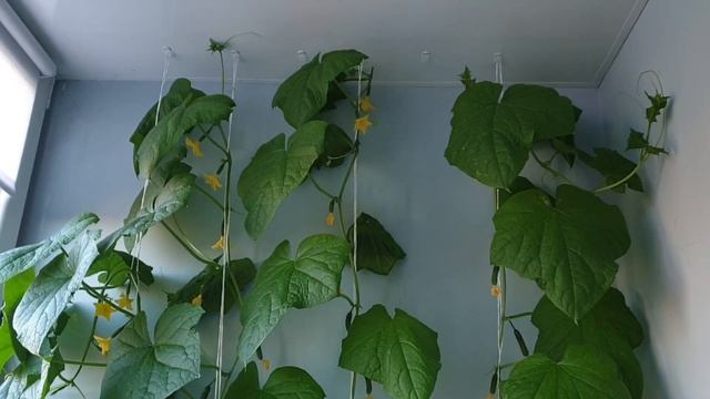 Огород на подоконнике на балконе /ч.3 /что выросло на 15 июня 2022 смотреть онлайн