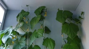 Огород на подоконнике на балконе /ч.3 /что выросло на 15 июня 2022