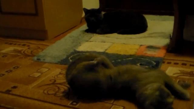 Поведение кошки после удачного спаривания. смотреть онлайн