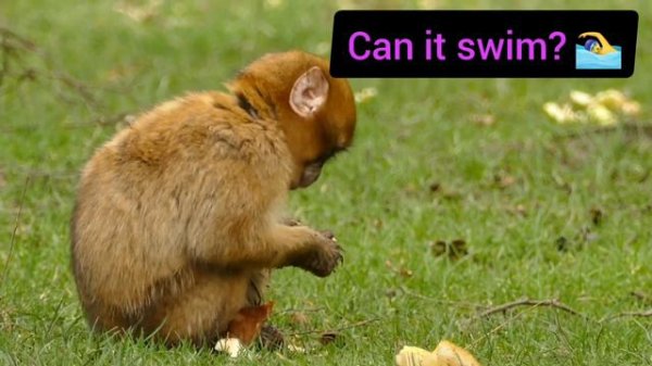 Learning English - Action Verbs Vocabulary - Action Words For Kids | English educational video