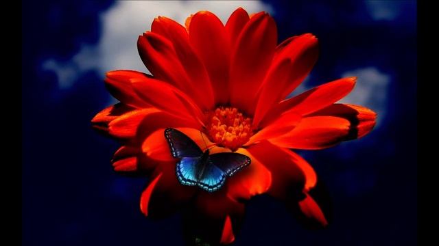 Гармонизация корневой чакры Муладхары смотреть онлайн