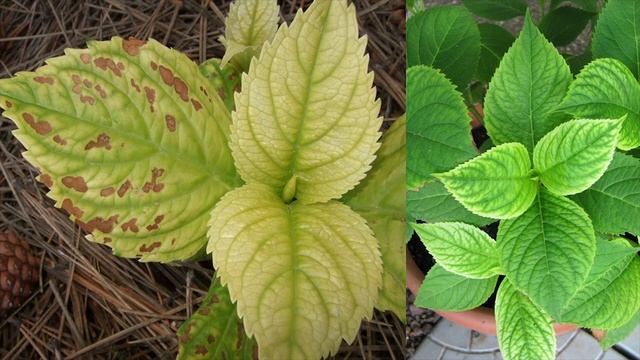 Удобрения для майских посадок и подкормок. смотреть онлайн