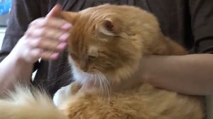 Сибирская кошка: происхождение и особенности породы