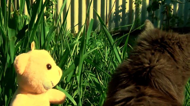 Медведь Никита потерял своего друга и очень переживает смотреть онлайн