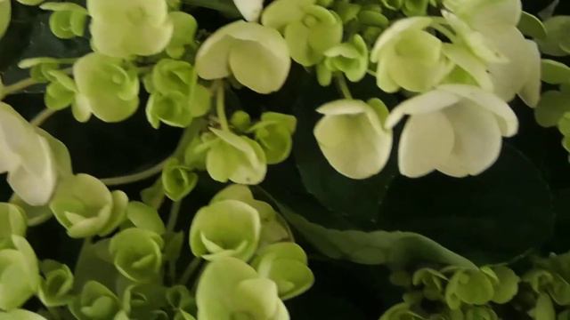 Hydrangea macrophylla смотреть онлайн