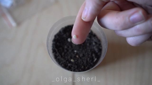 § 2/ PLANTING OUT TOMATOES outside in balcony garden | Planning a SPRING GARDEN (tomatoe dwarf) смотреть онлайн