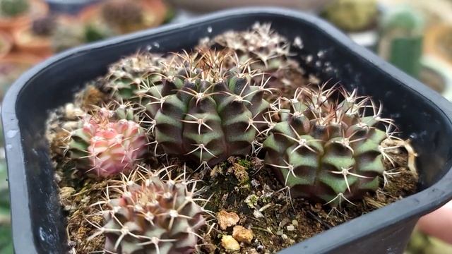 Gymnocalycium Mihanovichii Variegata Baby - Gymnocalycium Variegata gieo hạt sau hơn một năm смотреть онлайн