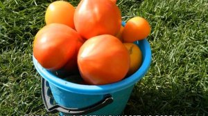 Томат Мишка косолапый: характеристика и описание сорта