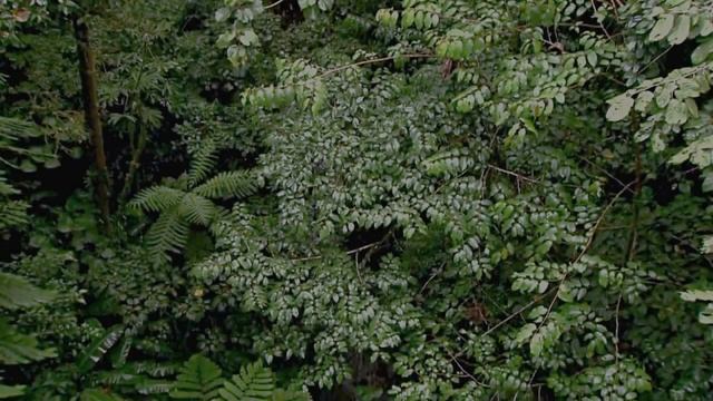 пение птиц в лесу слушать онлайн бесплатно для сна и детей в хорошем качестве. звук пчел соловья смотреть онлайн