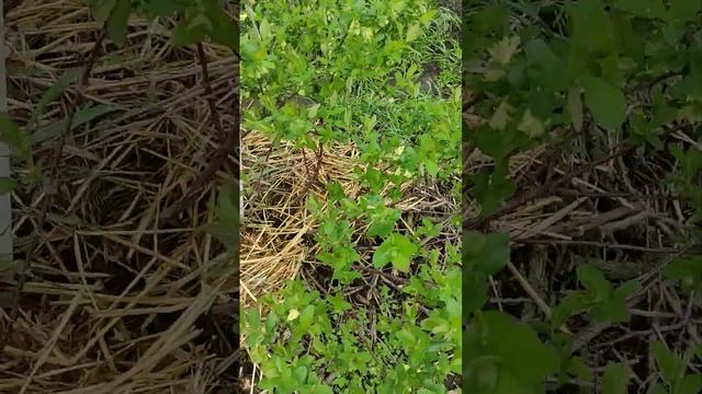 Обзор цветущей жимолости 2023 смотреть онлайн