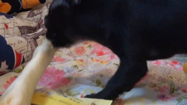 Funny dog Videos-Mirashow/Чихуахуа Багира, бишон фризе Пеппа и КОСТЬ!!! смотреть онлайн