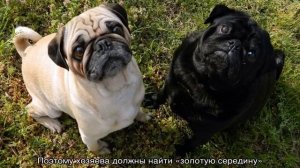 Сколько живут мопсы мальчики в домашних условиях