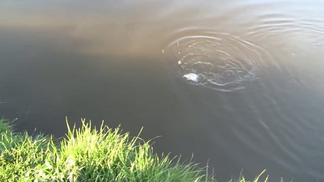 Рыбалки которые не попали на канал(Дневник рыболова) смотреть онлайн