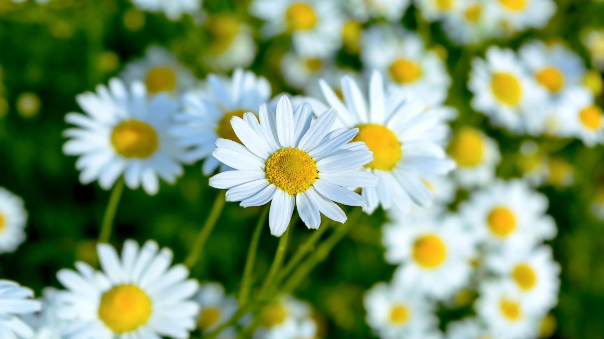 Цветущие ромашки и волшебная музыка фортепиано для медитации, снятия стресса и расслабления смотреть онлайн