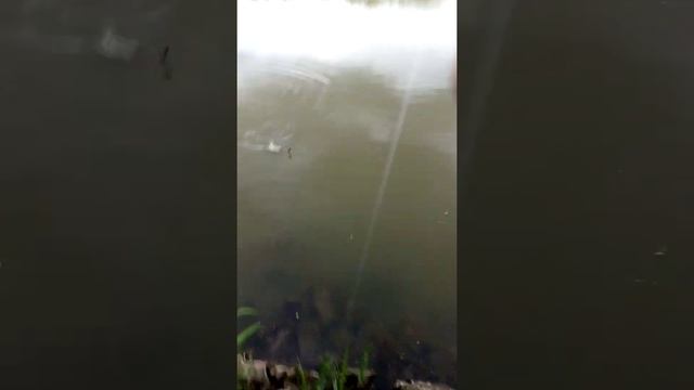 Ловля Леща на мини бойлы. Начало лета 2021 смотреть онлайн