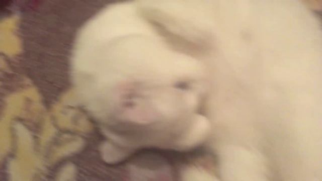 🐈 кот перебрался. на кровать смотреть онлайн