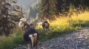 АЛЬПИЙСКИЕ  КОЗЫ ВЫСОКО В ГОРАХ ФРАНЦИИ. ЖИЗНЬ ВО ФРАНЦИИ