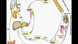 Транспорт холестерола в организме .wmv