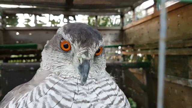 Смешной Ястреб-тетеревятник. Funny Goshawk.
