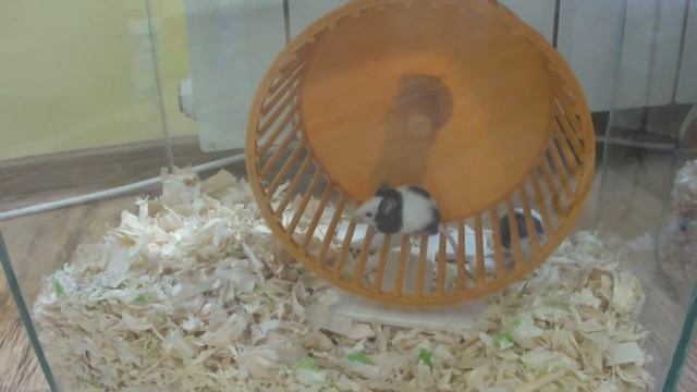 Китайски мишки смотреть онлайн