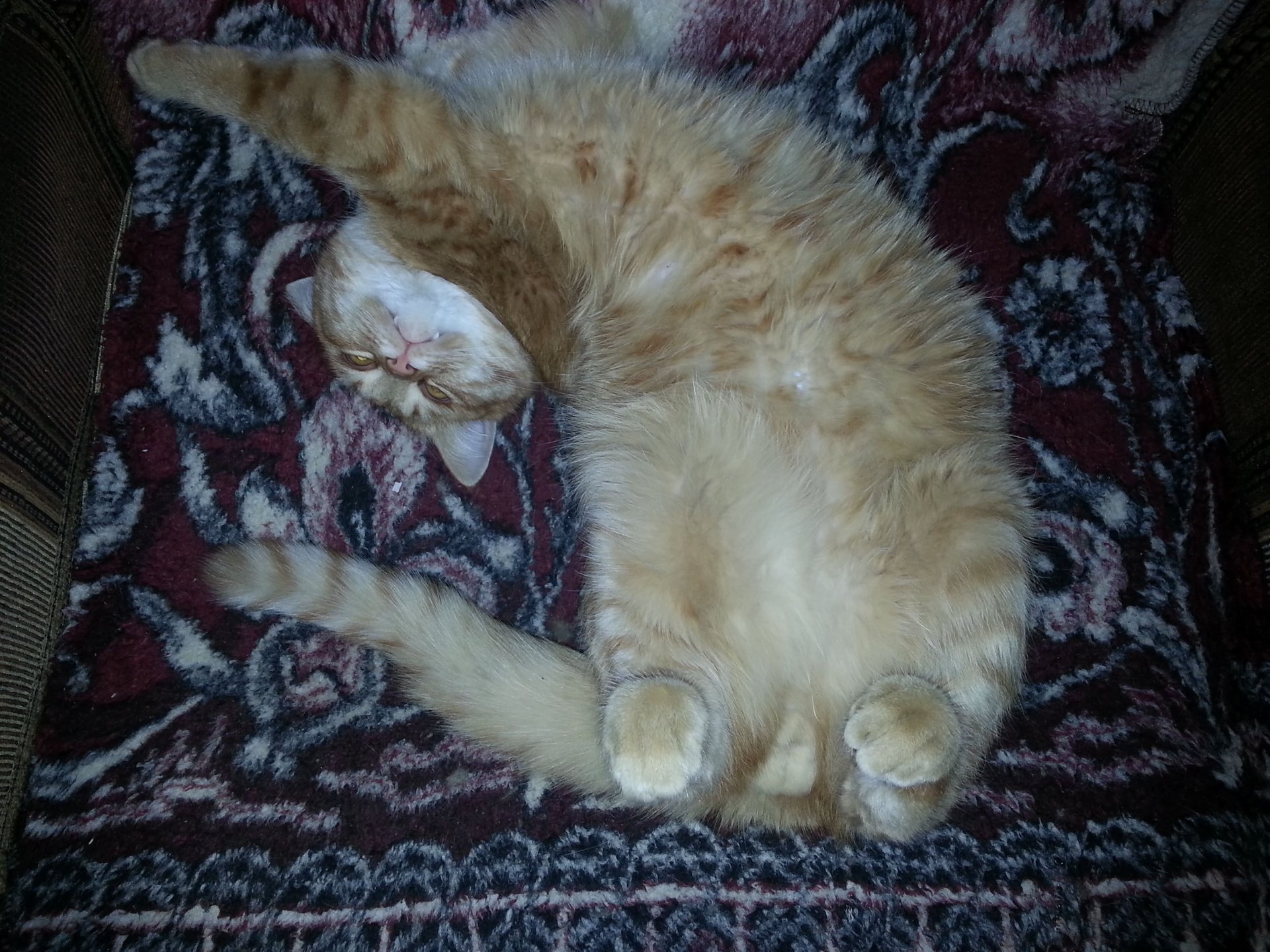 Кусь! Часть 2 смотреть онлайн