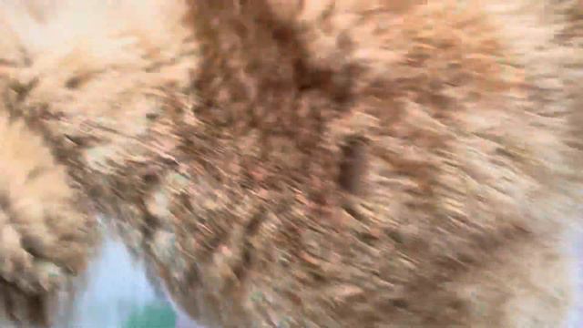 Француз Симон не знает хочет он ласки или пинка под пушистую попу) смотреть онлайн